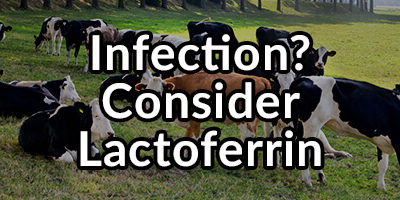 Got an Infection? Consider the Use of Lactoferrin to Improve Your Health