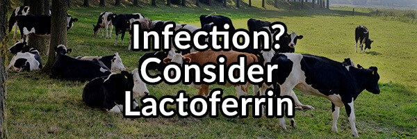 got-infection-use-lactoferrin