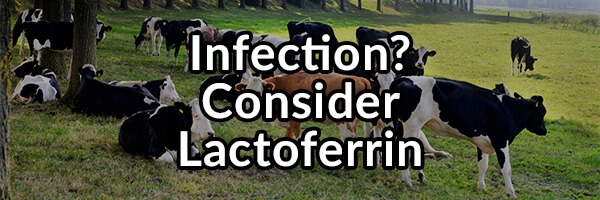 Got an Infection? Consider the Use of Lactoferrin to Improve Your Health