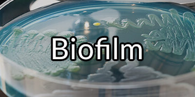 Biofilm: Why It Might Be Hard to Resolve Dysbiosis and How to Reduce It