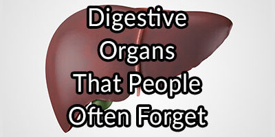 Digestive Organs That People Often Forget