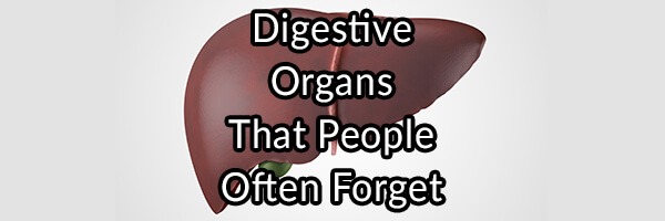 Digestive Organs That People Often Forget
