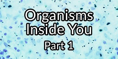 Organisms Inside You – Part 1: Blastocystis hominis