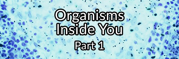 Organisms Inside You – Part 1: Blastocystis hominis