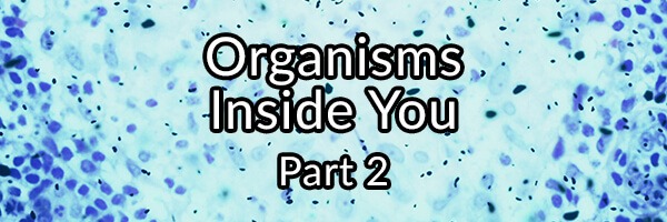 Organisms Inside You Part 2: Cryptosporidium