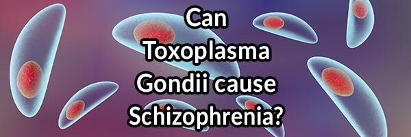 Schizophrenia Might Be Caused By Toxoplasma gondii