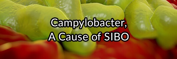 campylobacter-a-cause-of-sibo