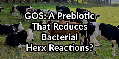 GOS: A Recommended Prebiotic to Improve Your Microbiome