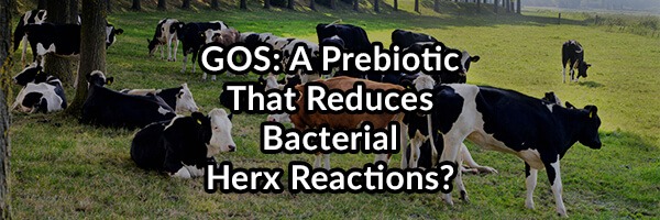 GOS: A Recommended Prebiotic to Improve Your Microbiome