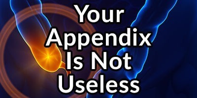 Your Appendix, Not as Useless as You Were Misled to Believe