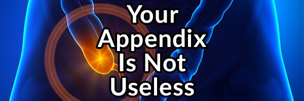 Your Appendix, Not as Useless as You Were Misled to Believe