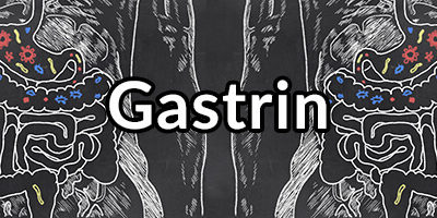 Gastrin – Important Hormone for Stomach Health and Preventing Reflux
