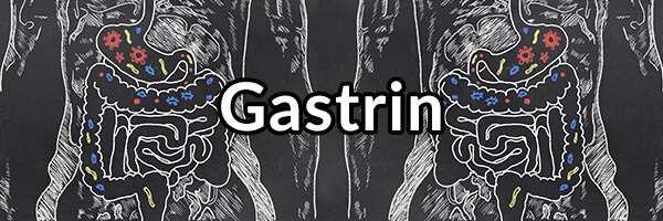 Gastrin – Important Hormone for Stomach Health and Preventing Reflux