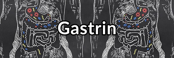 gastrin