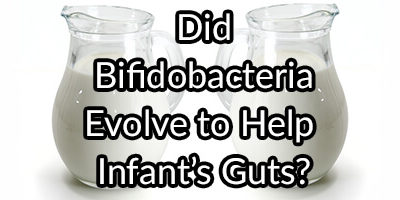 Did Some Strains of Bifidobacteria Evolve To Help Improve Human Infant’s Gut Microbiome?