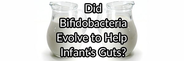 Did Some Strains of Bifidobacteria Evolve To Help Improve Human Infant’s Gut Microbiome?