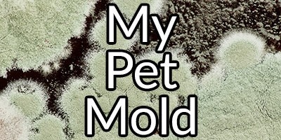 My Pet Mold: The Vicious Cycle of Mold Exposure and How to Heal