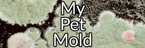 My Pet Mold: The Vicious Cycle of Mold Exposure and How to Heal