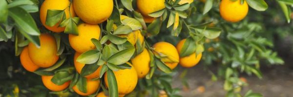 Adrenal Cocktail, the Best Way to Start Your Day With Multiple Recipes!
