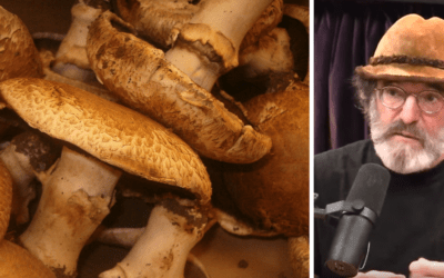 Are Raw Portabella Mushrooms Dangerous?