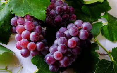 Resveratrol/Pterostilbene – When to Use to Improve Your Health