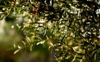 Hydroxytyrosol – A Secret to Olive Oil Being Healthy